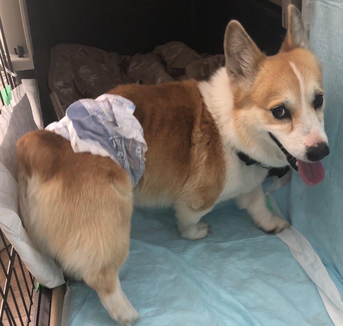 Nozomi コーギー雄保護しています 未去勢 立ち耳 尻尾無し ガリガリです 警察 保健所 役所には届出済みです 飼い主さんわんちゃんを探してあげてください 迷い犬 静岡県 沼津市