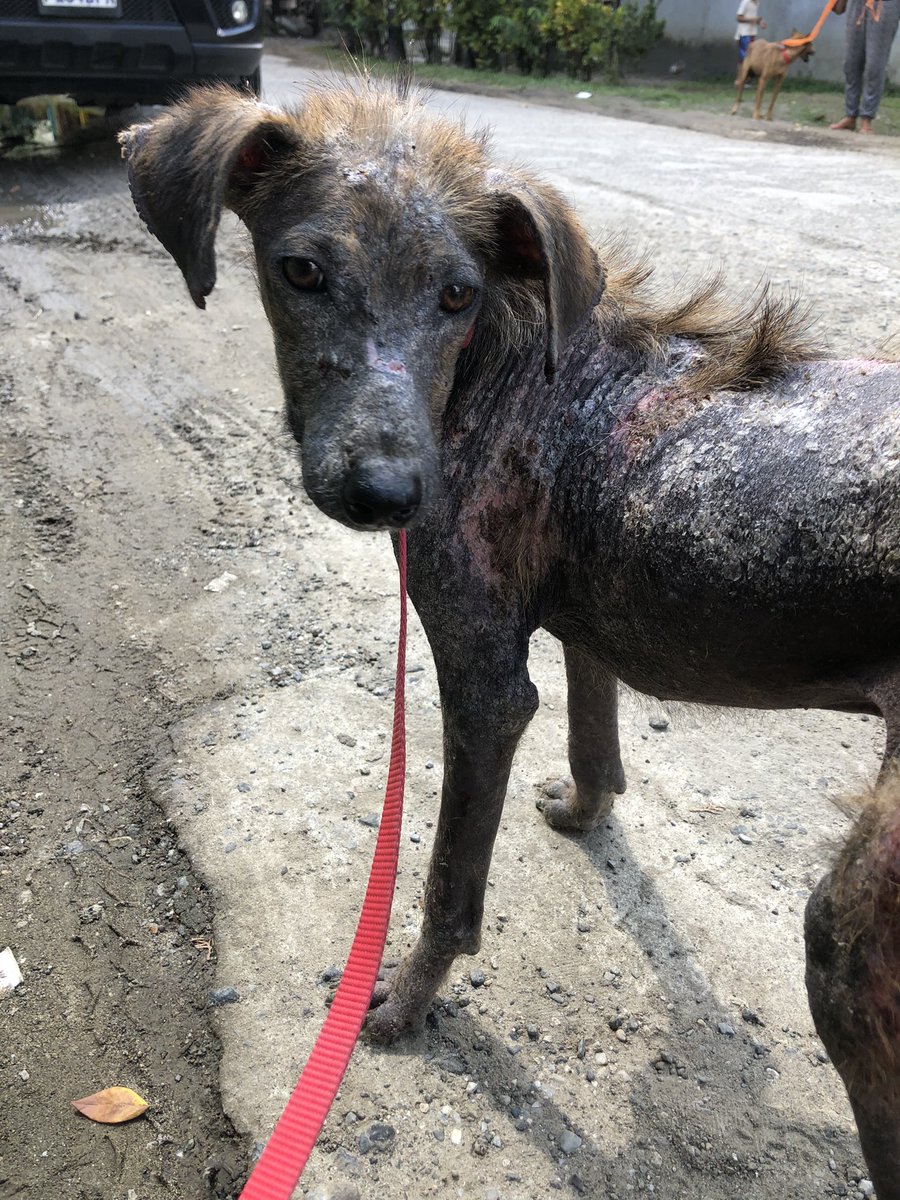 Introducing Koda.
Another Street Dog we are trying to help rescue
At the veterinarian again (2nd time today) trying to bring assistance to this little boy
If you would like to support his treatment, please share our crowdfunding campaign: justgiving.com/crowdfunding/f…
Thanks #rescuedog