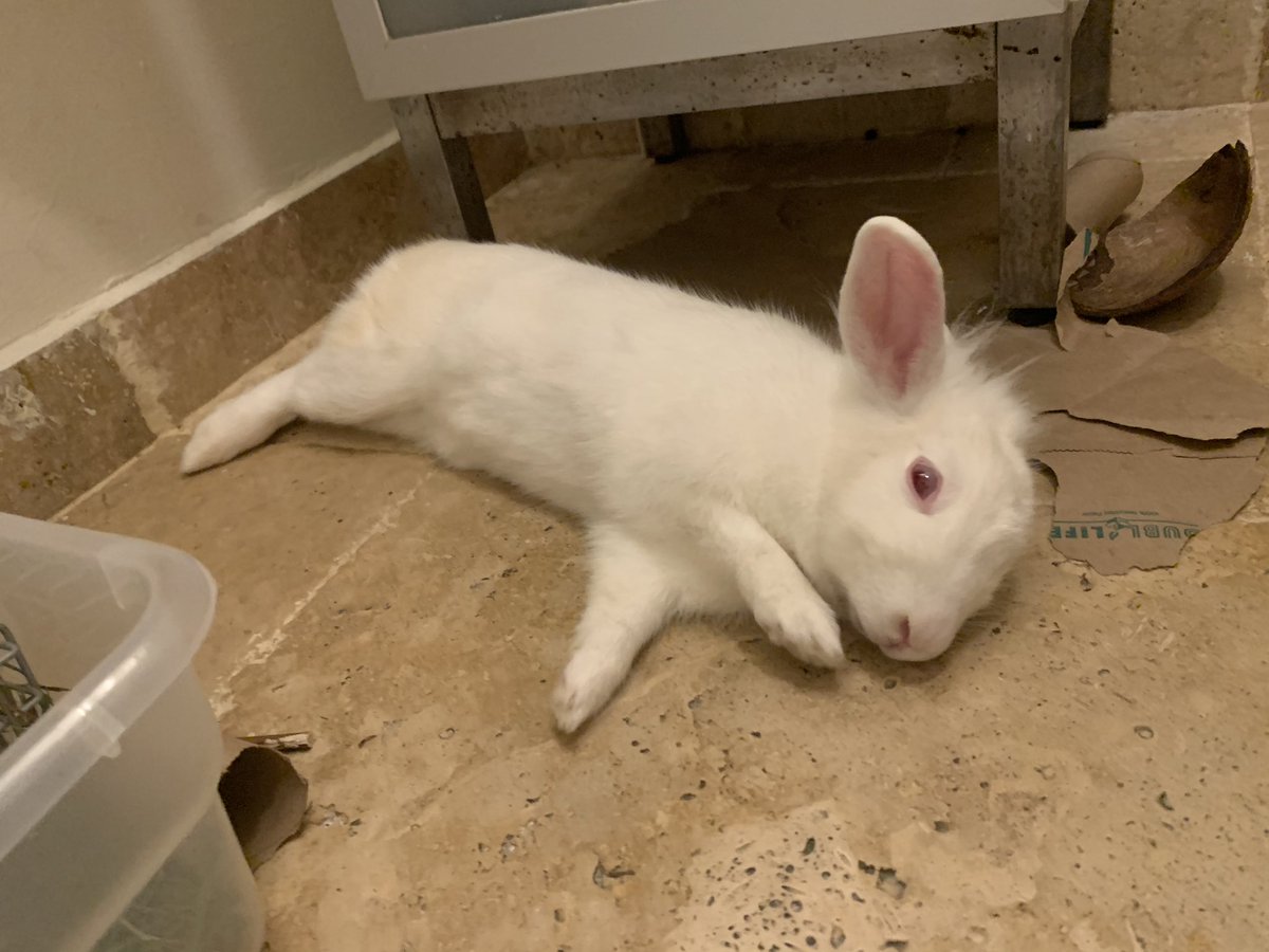 EveryBunnyBlog's tweet image. 🥺🥺🥺