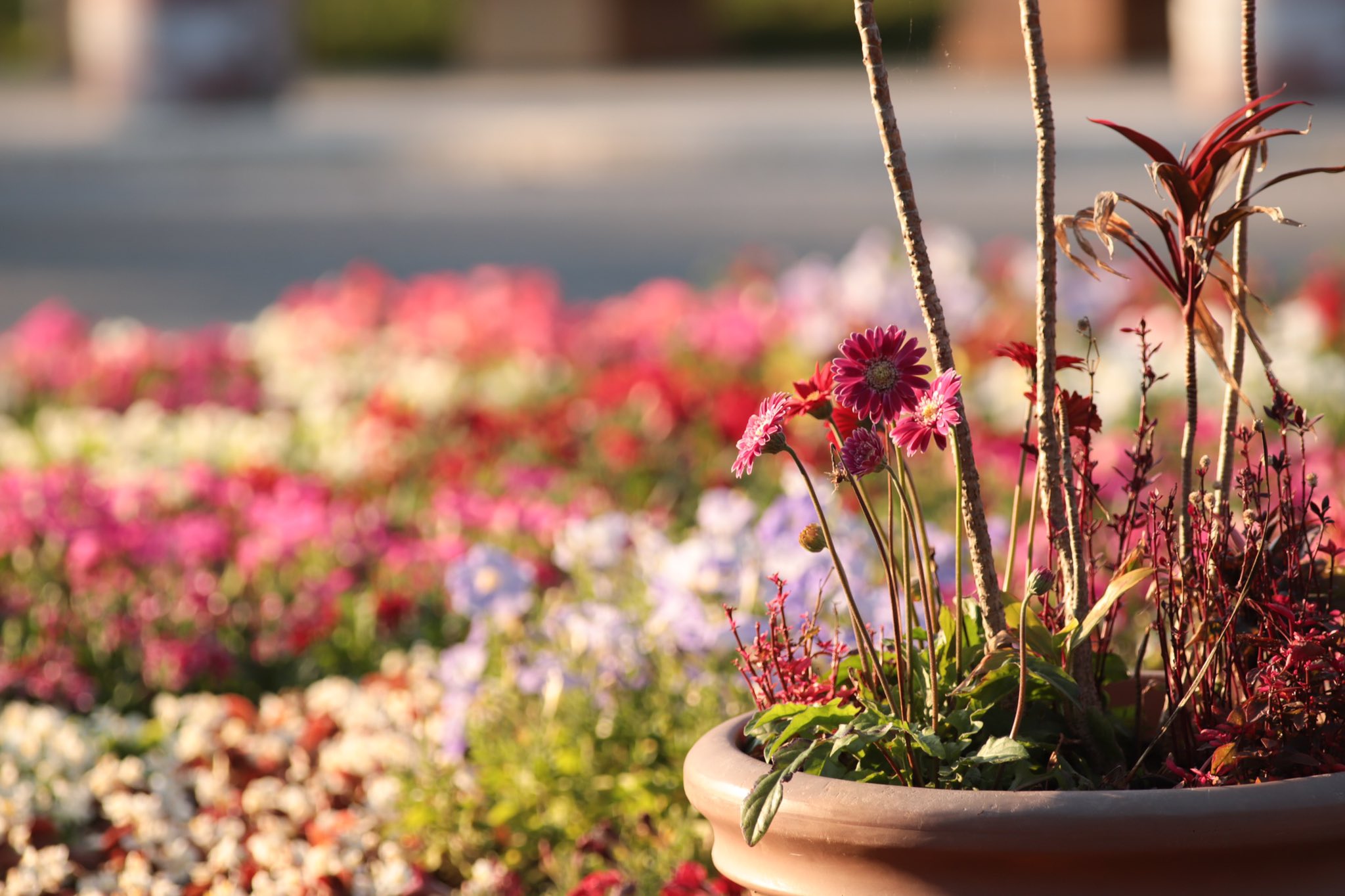 Nankuruhead 海洋博公園熱帯ドリームセンター 熱帯ドリームセンター 海洋博公園 はなまっぷ 花図鑑 沖縄 花 フラワー フラワーパーク Okinawa Okinawa Flowers Flower Flowers Flowergarden 沖縄花のカーニバル21 T Co Nankuruhead 海洋博公園熱帯ドリームセンター 熱帯ドリームセンター 海洋博公園 はなまっぷ 花図鑑 沖縄 花 フラワー フラワーパーク Okinawa Okinawa Flowers Flower Flowers Flowergarden 沖縄花のカーニバル21 T Co