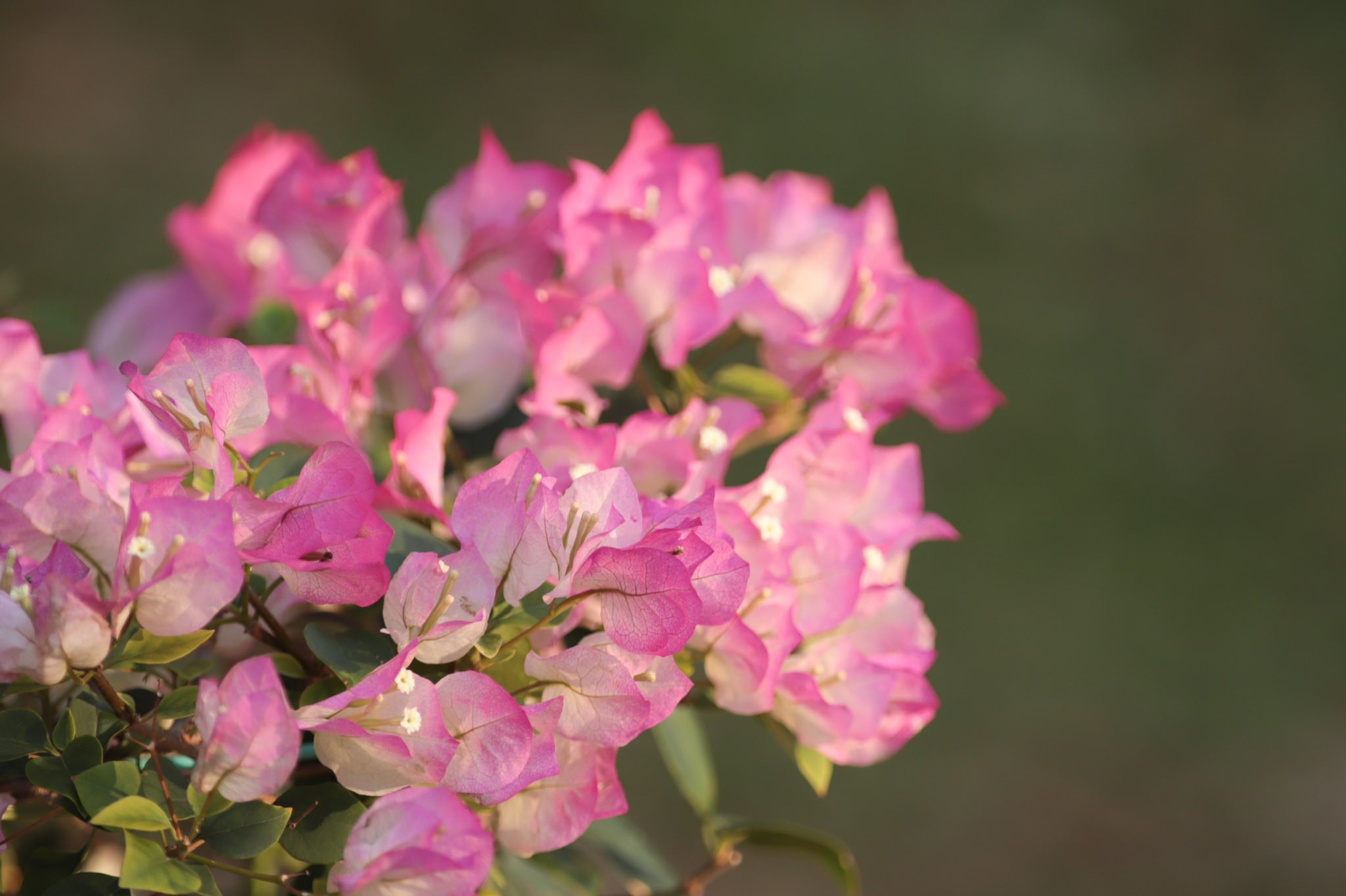 Nankuruhead 海洋博公園熱帯ドリームセンター 熱帯ドリームセンター 海洋博公園 はなまっぷ 花図鑑 沖縄 花 フラワー フラワーパーク Okinawa Okinawa Flowers Flower Flowers Flowergarden 沖縄花のカーニバル21 T Co