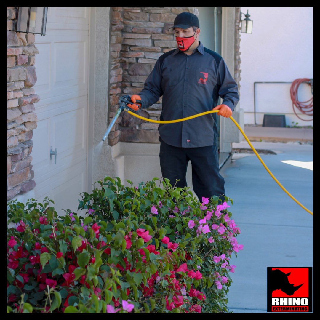 RhinoExt's tweet photo. Our products are safe around your plants, and will help deter pests from invading your home. Call or text us today to schedule.
⠀
#RhinoExterminating #FearTheRhino #PestControl #exterminator #bug #ant #cockroach #termites #bedbugs #scorpion #spider #weeds #phoenix #glendale https://t.co/TPEByX1UNg