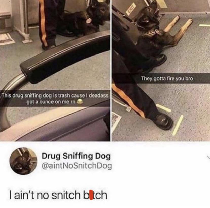 He ain’t no snitch. Good doggo