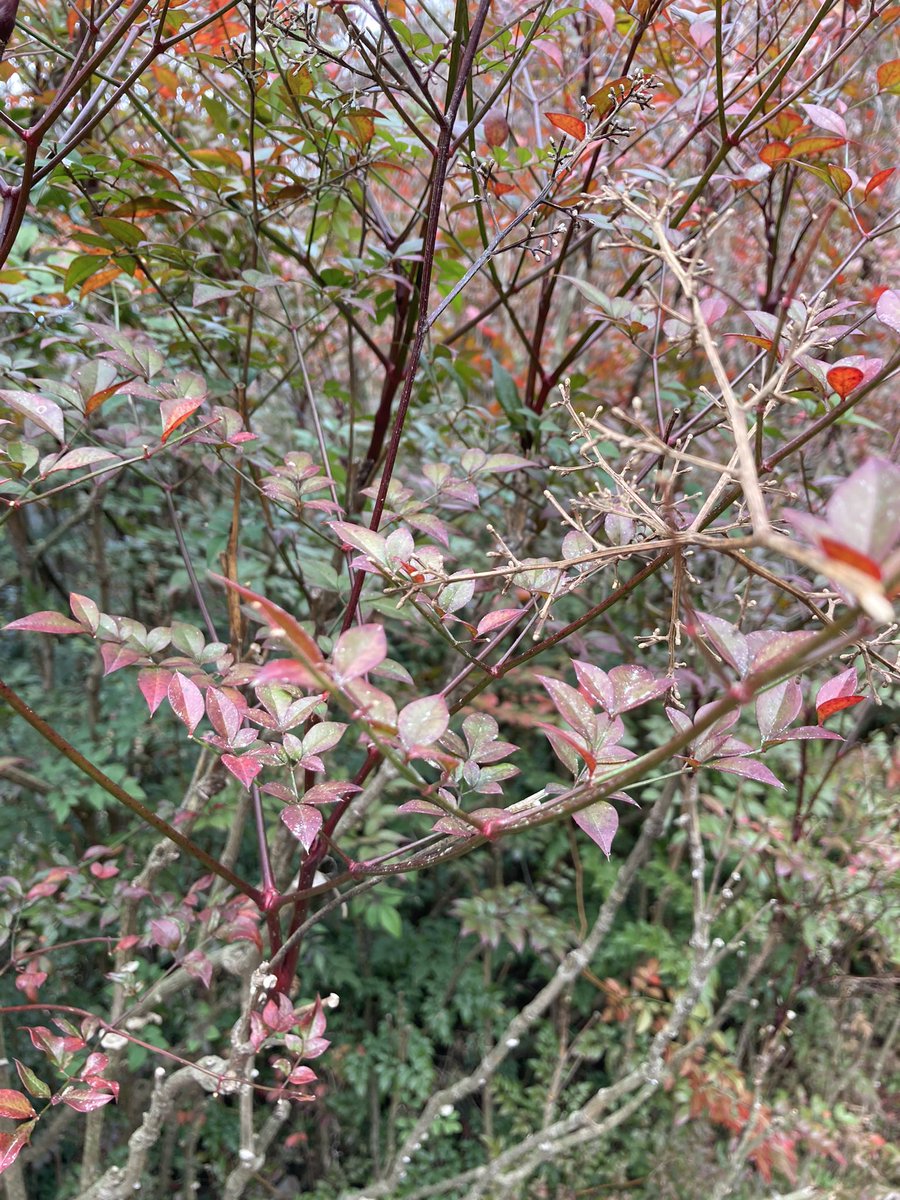 Fujita S Fjtsts Twitter