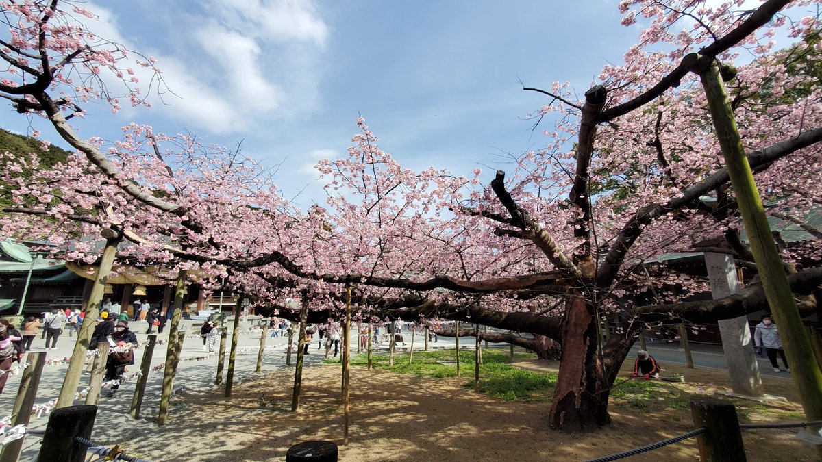 大幹 Daiki 宮地嶽神社の寒緋桜と河津桜が見事な咲きっぷり
