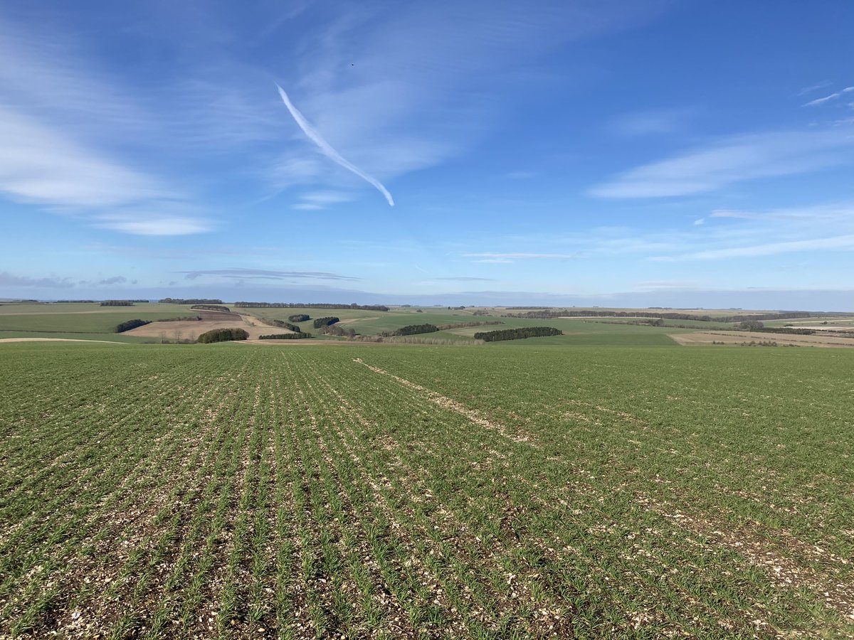 MearsSteven's tweet photo. Spring or Fools Spring? Either way lovely morning to be out crop walking 🌱☀️ https://t.co/azN7HJMdFP