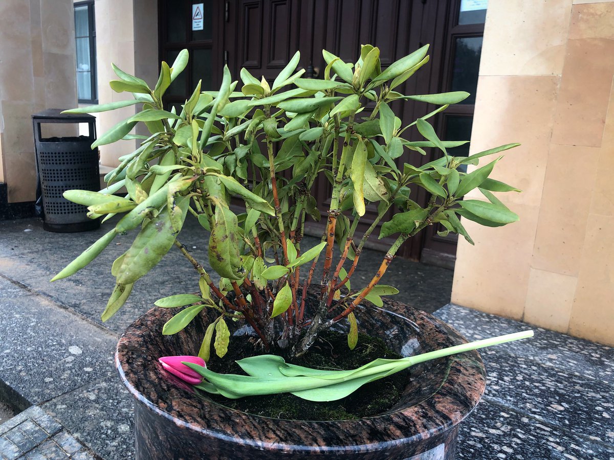 vkoralis's tweet image. Kāds bija atstājis šo pavasara vēstnesi -tulpi pie krematorijas durvīm. 
Bet es atkal varēju padziedāt. Ko man tāds uzvārds, ka jādzied... 🤗🙏
#atvadas #pavadīšana #bēres #krematorija #mācītājs #privātprakse #pavasaris