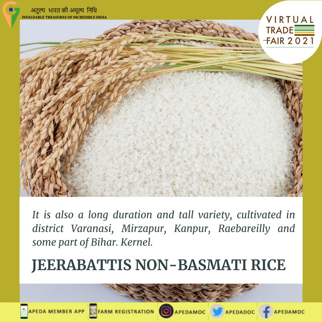 APEDADOC's tweet photo. #JeeraBattis: It is a long duration and tall variety, cultivated in district #Varanasi, #Mirzapur, #Kanpur, #Raebareilly and some part of #Bihar. 
Virtual Trade Fair Live 10-12 March 2021
#AatmaNirbharBharat #Vocal4GI #Agriculture #nonbasmatirice #VTFAPEDA #APEDA https://t.co/kYaWWBoZOx
