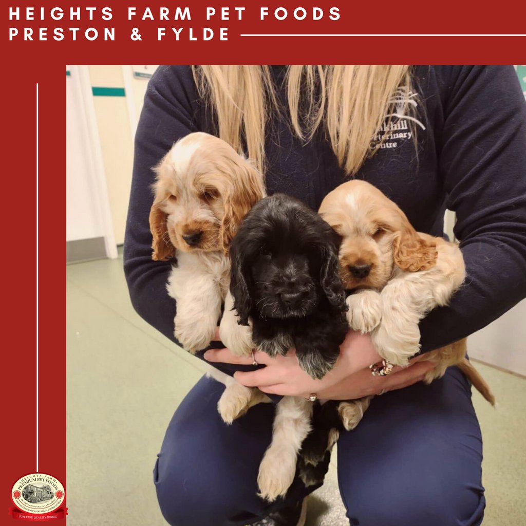 Meet Florrie, Honey, and Bailey..... cuteness overload!!!

These gorgeous Cocker Spaniel puppies, that have all gone to their forever homes now. 

Do you have a new little arrival? Order your sample now!