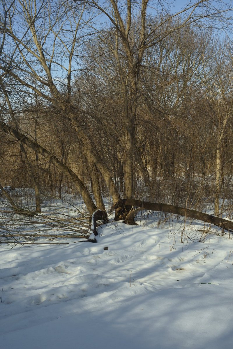 From series “City Of Birds”. Lodz, Poland, Winter 2020/2021. More photographs: aboutlandscapes.com #landscape #photography #Lodz #Poland #aboutlandscapes
