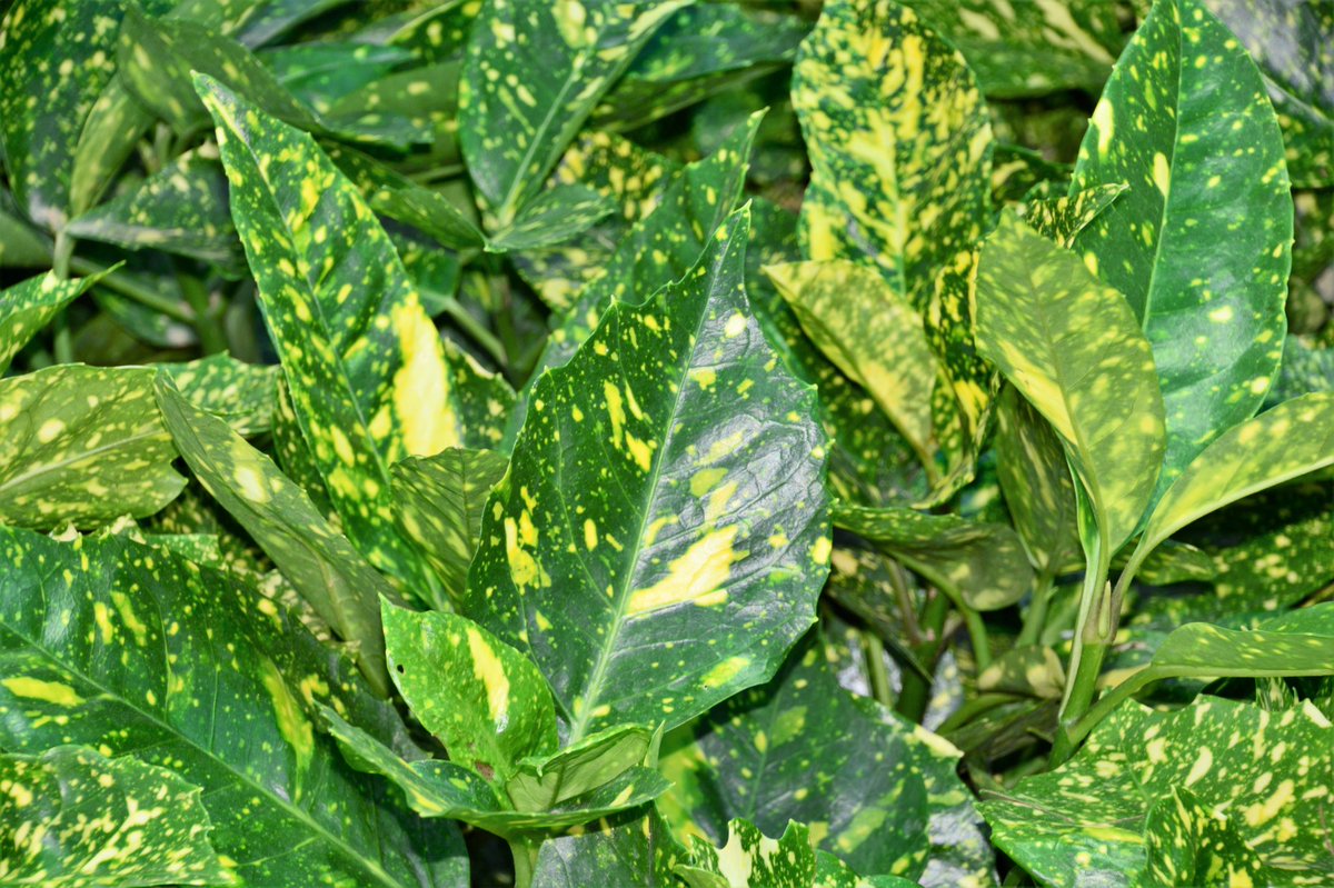 Аукуба кротонифолия. Кротон аукуба. Аукуба японская вариегата. Аукуба японская вариегата. Аукуба сохнут листики.