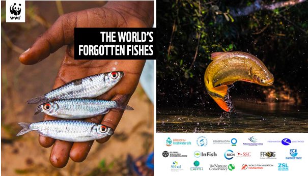 OUT NOW: Major report on world’s #ForgottenFishes.

Freshwater fishes are dazzlingly diverse. And they are critical for societies, economies &amp; ecosystems...but they are undervalued and under threat.

We must act now to save them.

europe.nxtbook.com/nxteu/wwfintl/…