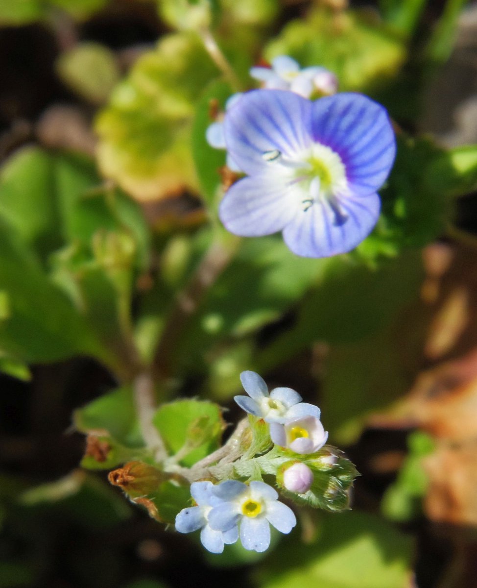 オオイヌノフグリ