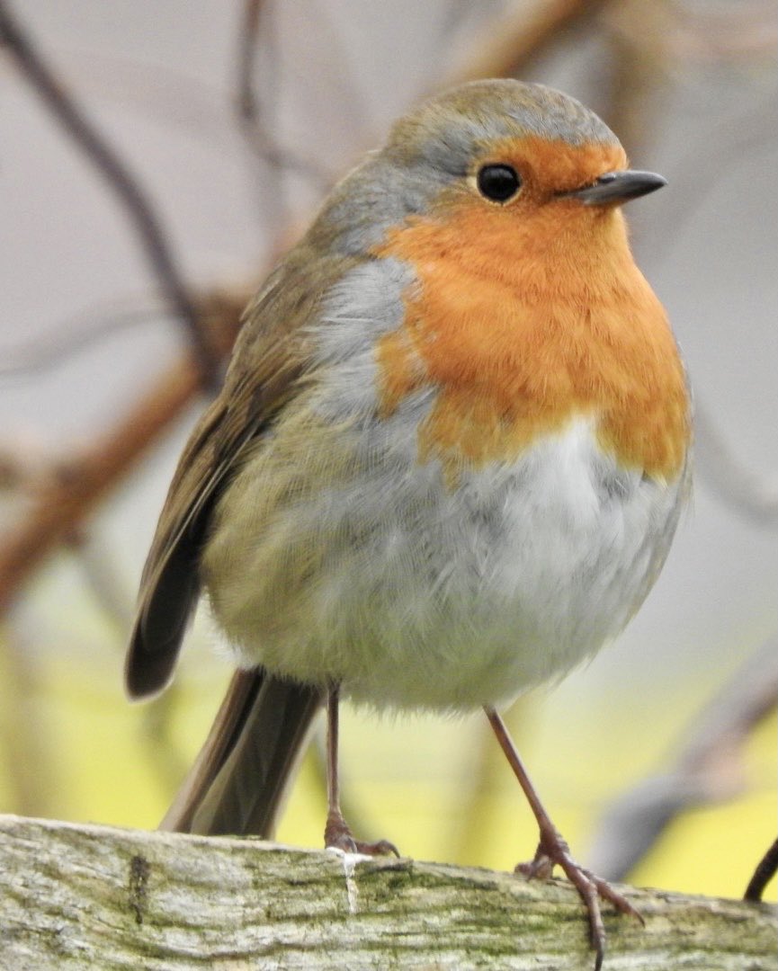Stevewal63's tweet image. The Robin. A wonderful bird, which has a special relationship with humans. Often brings peace and hope to our lives, you can’t help but smile when you see a Robin or if one visits you in your garden. #TwitterNatureCommunity