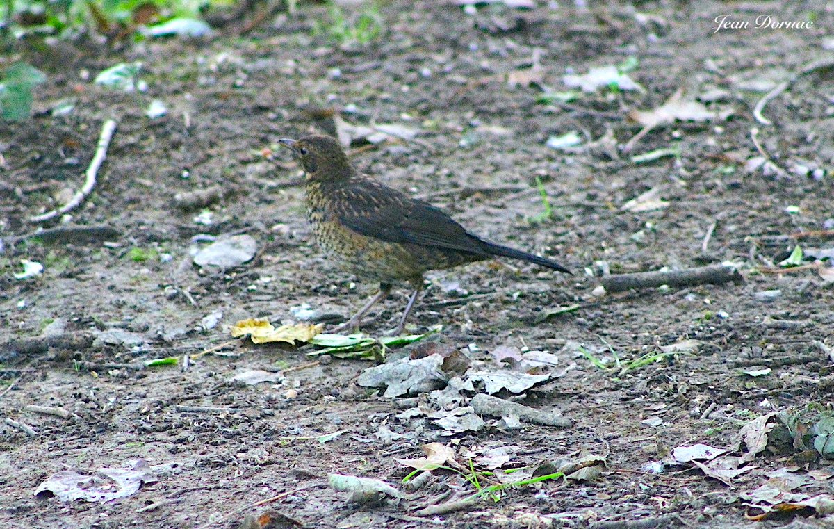 JeanDornac's tweet photo. Ici, je suis bien embêté pour faire une quelconque affirmation. Ce petit oiseau pourrait être une merlette ou une grive litorne. Mais lequel des deux ?… #affirmation #petit #oiseau #merlette #grive #litorne #forêt #bretonne #Stanco #charme #Lannion #CôteArmor #Bretagne #France https://t.co/VPd8GdF2TM