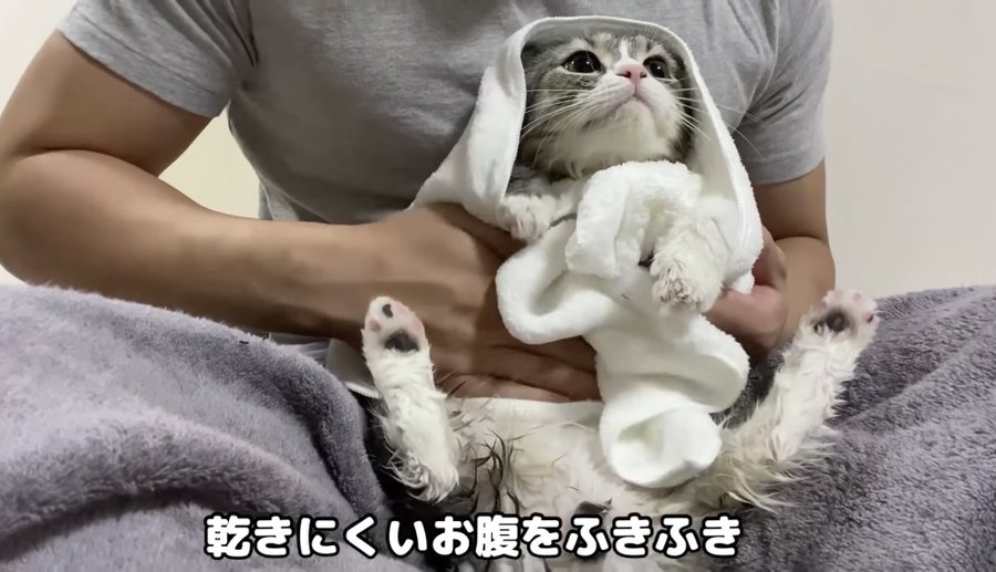 もちまる日記飼い主の職業や推定年収は 正体を顔バレ画像付きで紹介 Catハウス