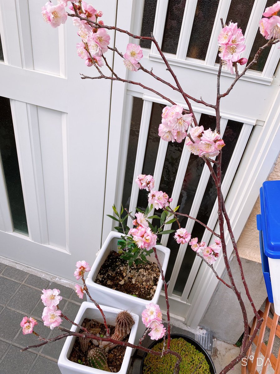 Npo法人ここから１００ على تويتر 玄関に母が育てていた桃の花 が咲きました 花言葉は チャーミング 気立の良さ 私はあなたのとりこ 天下無敵 桜梅桃梨 おうばいとおり それぞれの独自の花を咲かせること 幸せは 自分の心がつくるもの 負けない エンバ