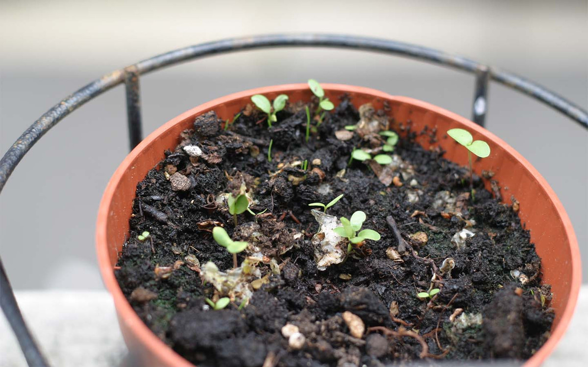 3WheelsUncle's tweet image. ชอบอันนี้ พลุหลากสีงอกได้ คือแทนที่จะจุดพลุกระดาษเฉยๆ แล้วกลายเป็นขยะบนพื้น แต่ใช้เป็นแป้งแทน ข้างในใส่เมล็ดดอกไม้เอาไว้ จุดเฉลิมฉลองที่ไหน อีกสักพักก็จะกลายเป็นทุ่งดอกไม้