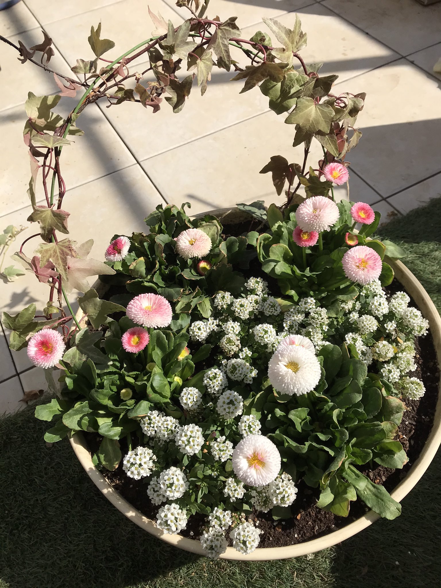 かおりん ポンポンデイジーとアリッサムを寄せ植えしてみました 暖かくなってきてお花を飾ったりお世話したりが楽しいです ポンポンデイジー アリッサム アイビー 寄せ植え 草花 T Co Ayclcxdtvv Twitter