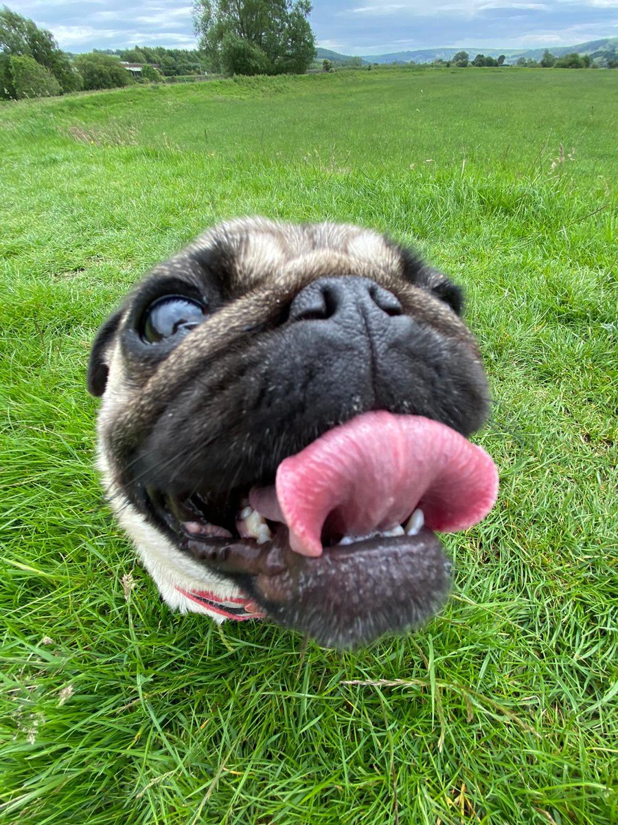 FPugface's tweet image. #tongueouttuesday