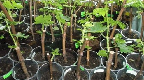 kremen_ua's tweet image. Как укоренить черенки винограда в домашних услови…  kremenchug.ua/news/consumer/…

#виноград #садоводы #садоводство #растения #Госпродпотребслужба #советы