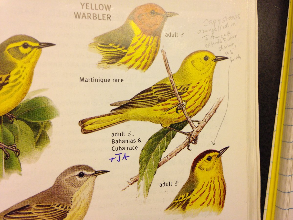 Luke L. Powell (@lukelpowell) on Twitter photo Presenting our new paper in Ecology with <a href="/PeterPMarra/">Peter Marra</a> <a href="/rustyjaywright/">Jay Wright</a> <a href="/Protonotaria/">Liz Ames</a>: The first experimental evidence that resident #birds compete with wintering migrants!
bit.ly/3pNg9IS
#ornithology #interspecificcompetition #jamaica #warbler <a href="/DLNarango/">Desiree L. Narango, PhD</a> <a href="/RicardoNature/">Ricardo Rocha</a> Presenting our new paper in Ecology with <a href="/PeterPMarra/">Peter Marra</a> <a href="/rustyjaywright/">Jay Wright</a> <a href="/Protonotaria/">Liz Ames</a>: The first experimental evidence that resident #birds compete with wintering migrants!
bit.ly/3pNg9IS
#ornithology #interspecificcompetition #jamaica #warbler <a href="/DLNarango/">Desiree L. Narango, PhD</a> <a href="/RicardoNature/">Ricardo Rocha</a>