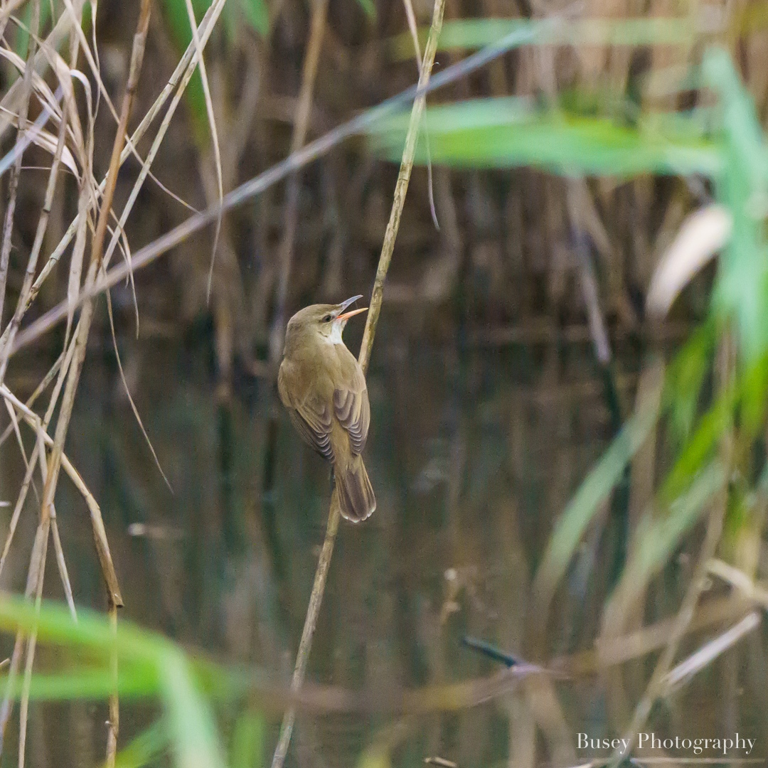 The last photo from our Taiwan trip features this Oriental Reed Warbler. Without the help of a local birder, we would definitely have missed this tiny guy. 😊

📸 for more, click buseyphotography.com/oriental-reed-…