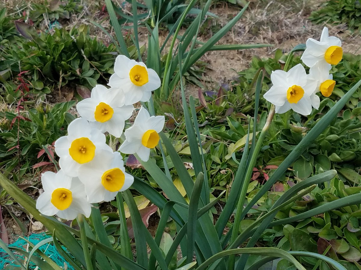 香りのテーマパーク パルシェ香りの館公式 على تويتر 水仙が咲いてた パルシェ 淡路島 関西 観光 淡路市 日帰り 温泉 旅行 旅 花 家族 一人 一人旅 サイクリング ツーリング カップル