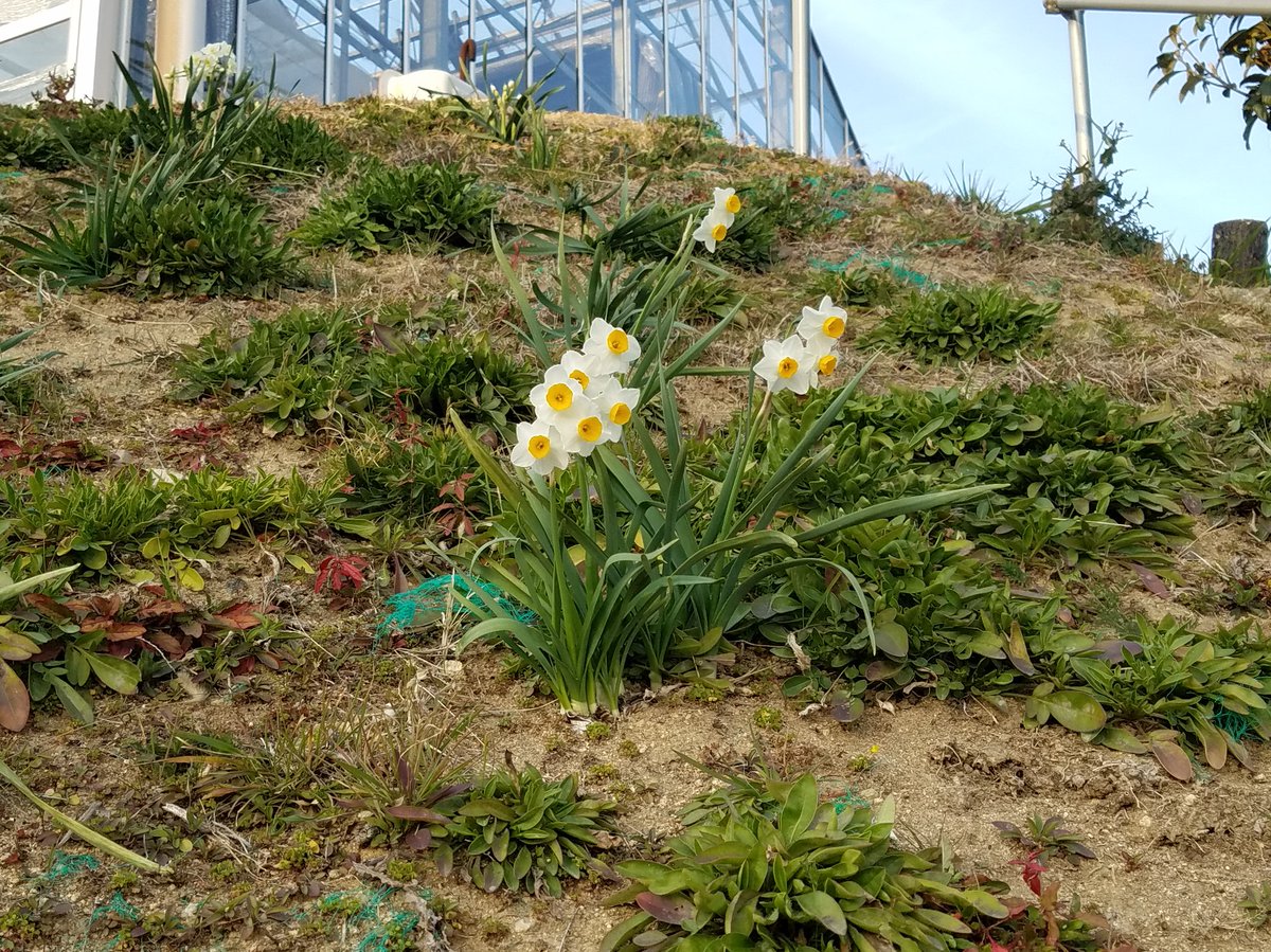 香りのテーマパーク パルシェ香りの館公式 على تويتر 水仙が咲いてた パルシェ 淡路島 関西 観光 淡路市 日帰り 温泉 旅行 旅 花 家族 一人 一人旅 サイクリング ツーリング カップル