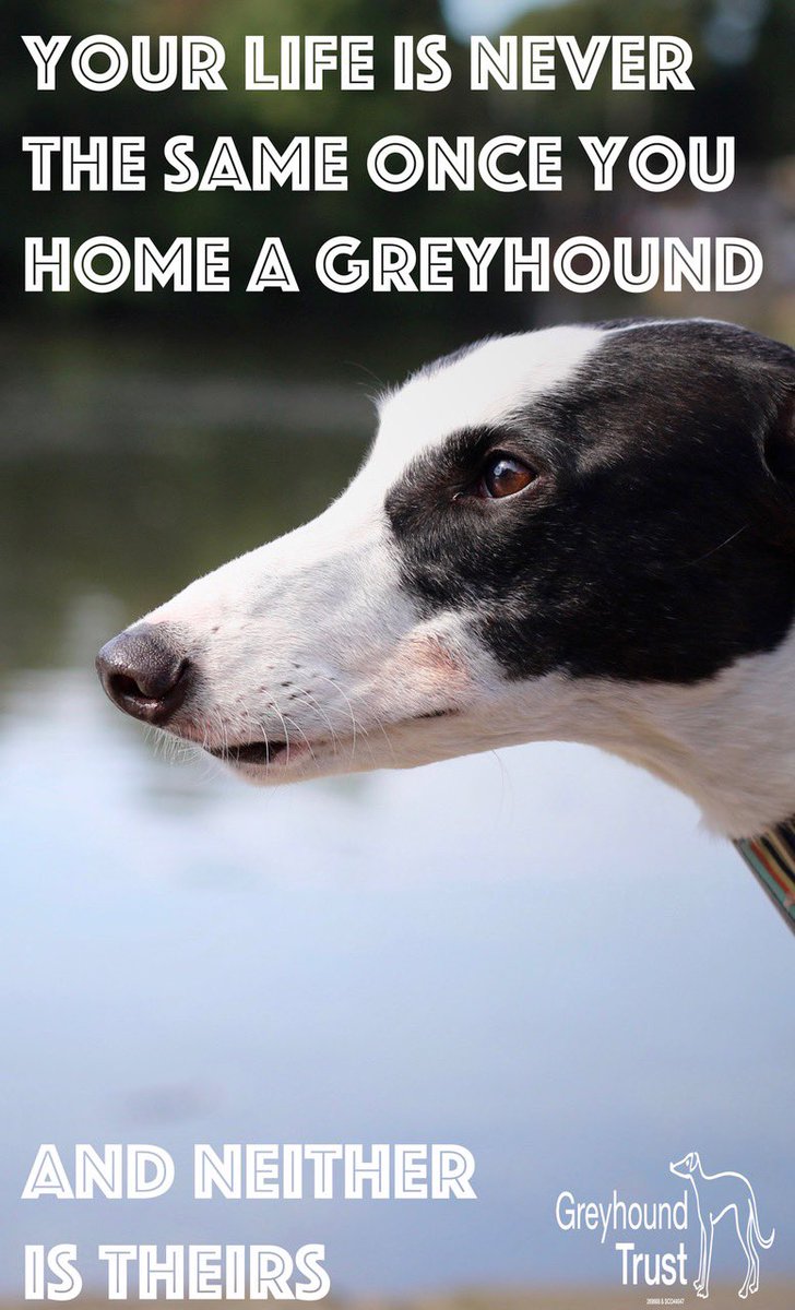 Greyhound Trust (@greyhoundtrust) on Twitter photo 