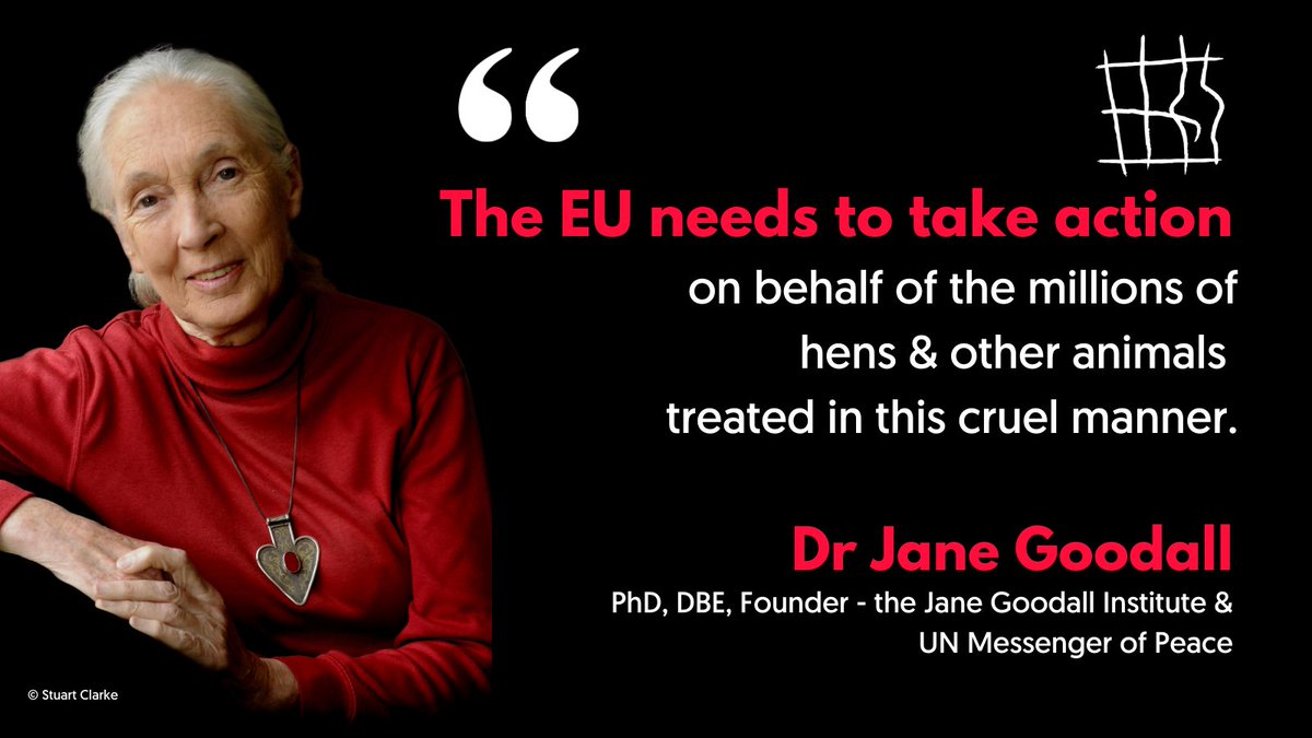 #BREAKING 🇪🇺 Legendary Jane Goodall & 140+ scientists urge the EU Commission to phase out the use of cages in farming. They fully support the call by 1.4 million people who signed the #EndTheCageAge European Citizens’ Initiative. 📰More▶️bit.ly/2Nj7dhe @JGIBelgium