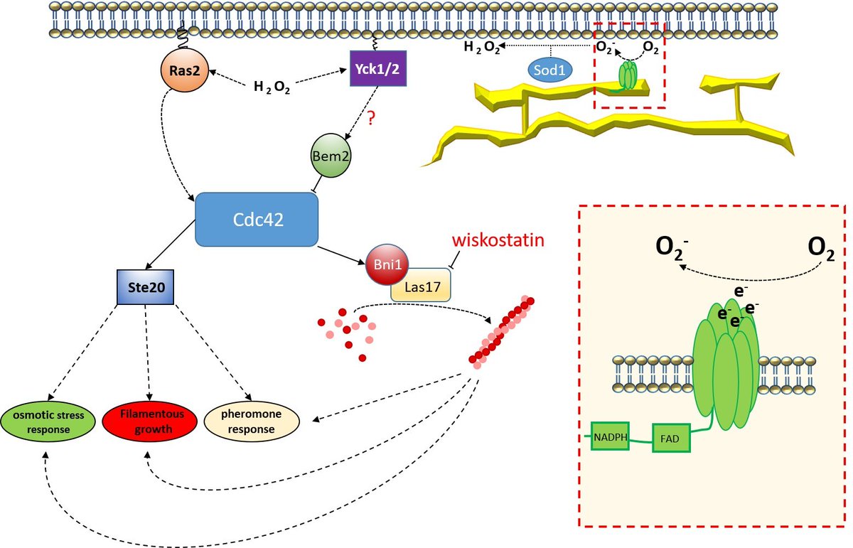 antioxidants_OA's tweet photo. 🔖New Publication in #Antioxidants from Dr. Rinnerthaler et al.

👉#Actin #Cytoskeleton Regulation by the Yeast #NADPH #Oxidase #Yno1p Impacts Processes Controlled by #MAPK Pathways

📌Read via https://t.co/0I4fv37S5s https://t.co/bedIZPbYMA