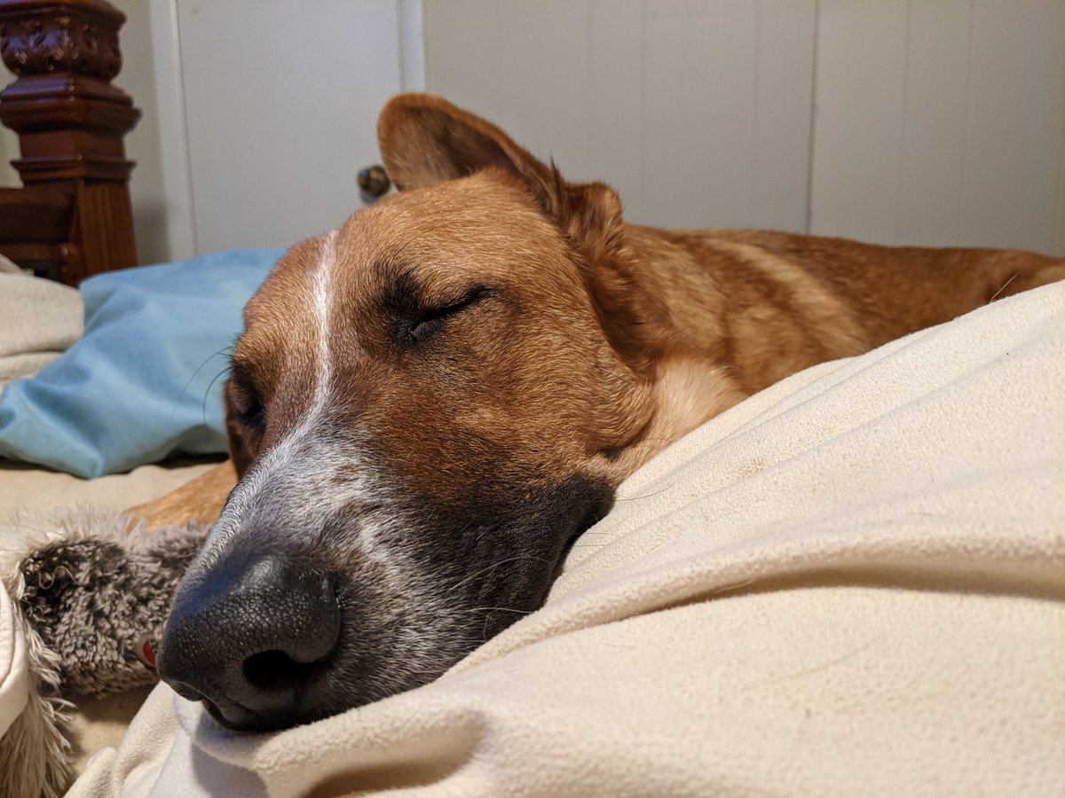 ChanceAndJack's tweet image. Mom completely overdid it today (that doesn&apos;t take much) and likely won&apos;t be able to get out of bed tomorrow. That&apos;s fine by me, to be honest - I could use a good snoozle day. How about you? -Chance🐾 #dogsoftwitter #cleaning #overdidit #snoozle #cuddle