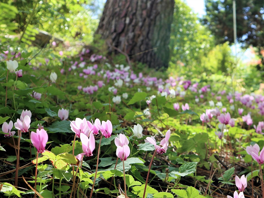 Botanic Gardens SA tweet media