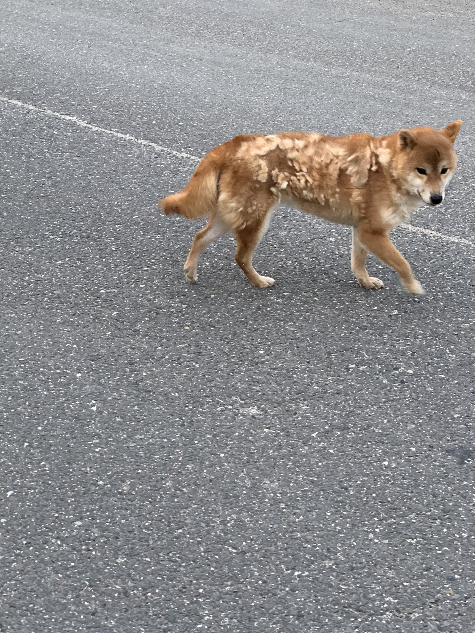 佐倉ことね 迷子犬 近くに行くだけでしっぽ振って近付いてくる 車の中乗せて欲しそうにする 野良犬ではなさそう 抜け毛がひどい 行きも帰りも同じ場所におったから 長いことここにおるんかなぁ 京都府木津川市 迷子犬 迷い犬 T