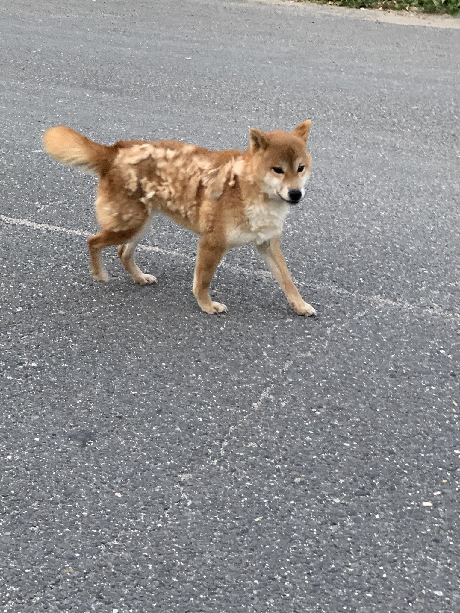 佐倉ことね 迷子犬 近くに行くだけでしっぽ振って近付いてくる 車の中乗せて欲しそうにする 野良犬ではなさそう 抜け毛がひどい 行きも帰りも同じ場所におったから 長いことここにおるんかなぁ 京都府木津川市 迷子犬 迷い犬 T
