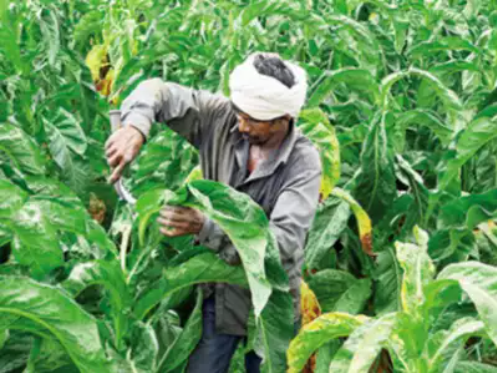 organic_wise's tweet photo. Once an agriculture ‘patashala’ of the Travancore kingdom, the Aluva seed farm is the only government farm in Kerala where traditional rice varieties are grown organically. 

Learn more: https://t.co/ECUSqXzCk9

@timesofindia

#OrganicFarming #OrganicWay https://t.co/fmYP9pbSTo