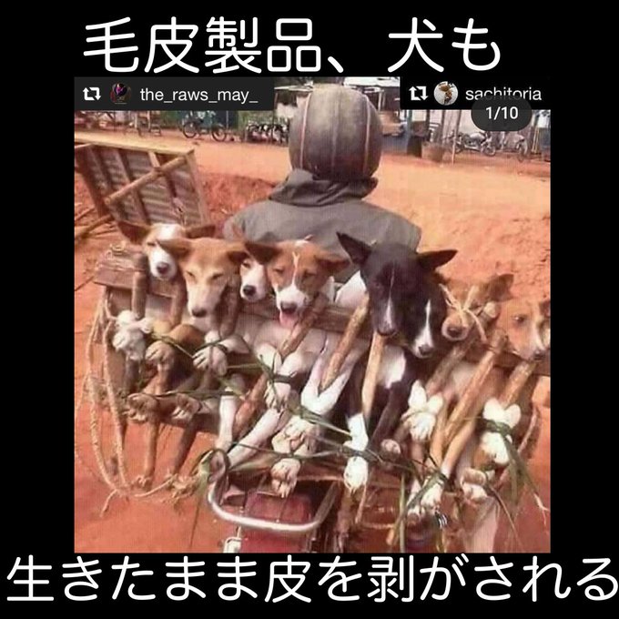 シャー こどもセンター サークル タヌキ 毛皮 生き た まま 征服者 祈り 自動車