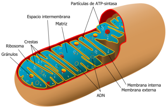 ¿Os acordáis de estudiar biología en el colegio? A mi en la célula eucariota me fascinaba la mitocondria, una especie de salchichilla que vive dentro de la célula y que se encarga de dar energía.
Pues es que esto tiene más miga de la que parece.
¡Dentro hilo🧵👇!