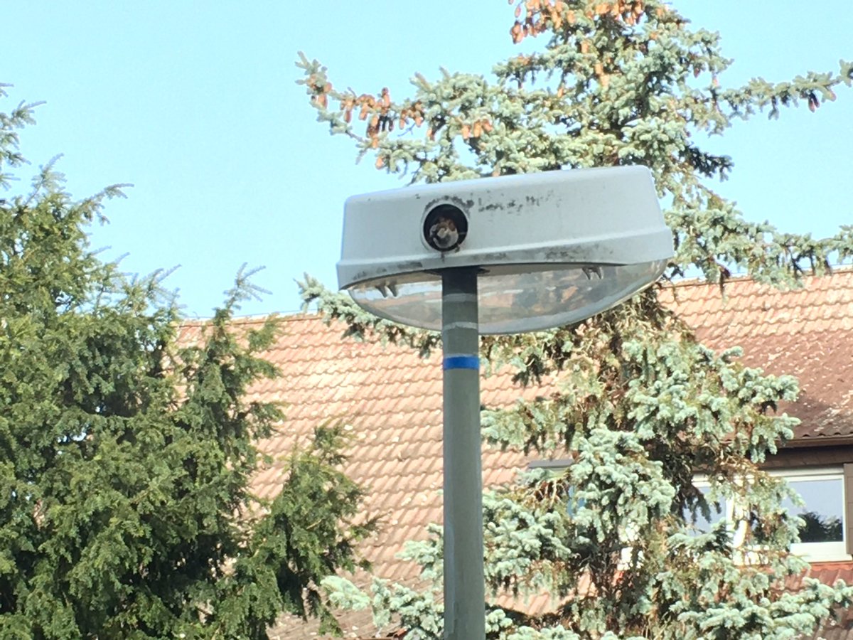 Es wird Frühling 💐 die Vögel bauen in den Straßenlaternen wieder ihre Nester 🐦☺️ freue mich, dieses Jahr wieder die Vogelfamilie beobachten zu können 😍