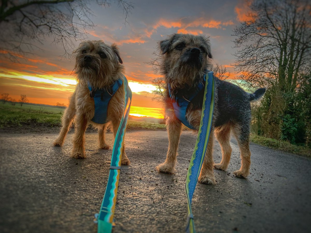 ScrappyN's tweet photo. It was lovely this morning pals and DRY. We didn’t see another soul, not even a squirrel  #ScrappyNelson #dogsoftwitter #tuesdaymotivations #tuesdayvibe #ruffwear #frontrangeharness #Tuesday https://t.co/V5oPpI0vrf