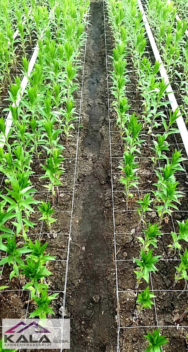 "Hard Work Is The Key To Succes"

vraag vrijblijvend een offerte aan.
📱 0639022959
📧 info@kalaglobal.nl 
 #gaasvervangen #bloemengaas #lelie #chrysanten #flowers #bloemen #kwekerij #glastuinbouw #bloementeelt #flowers🌸 #kala.global #lilium #liliums #chrysanthemum #chrysantemum