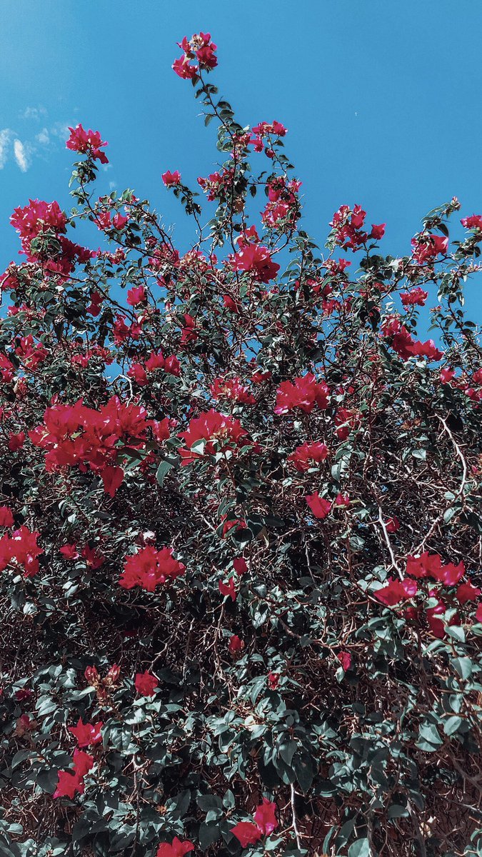 وردك جميل محلاه فتح على غصنه
لما الندى حياه نور وبان حسنه