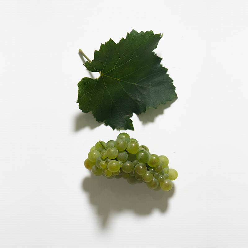 With great anticipation we are waiting for Harvest Season to start here at Lozärn Wines.
While we sweep and clean the cellar to insure it’s perfectly ready for harvest, it’s great to know that we can once again share our beloved wine.

#Harvest2021 #SouthAfricanWine