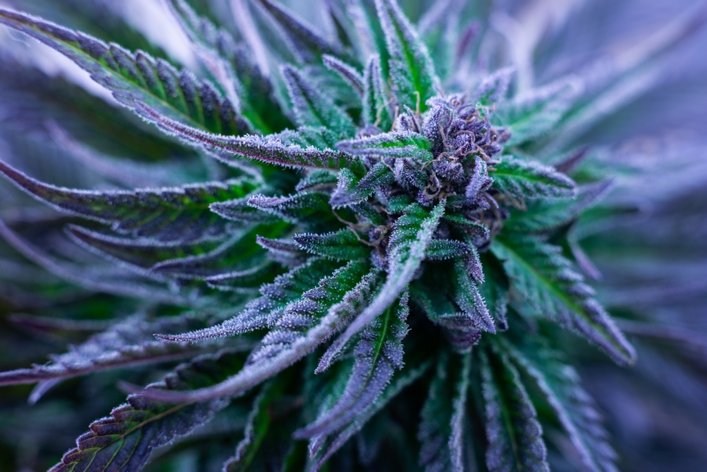 "Colors are the smiles of nature." —Leigh Hunt

Us to our best bud: you make us smile.
