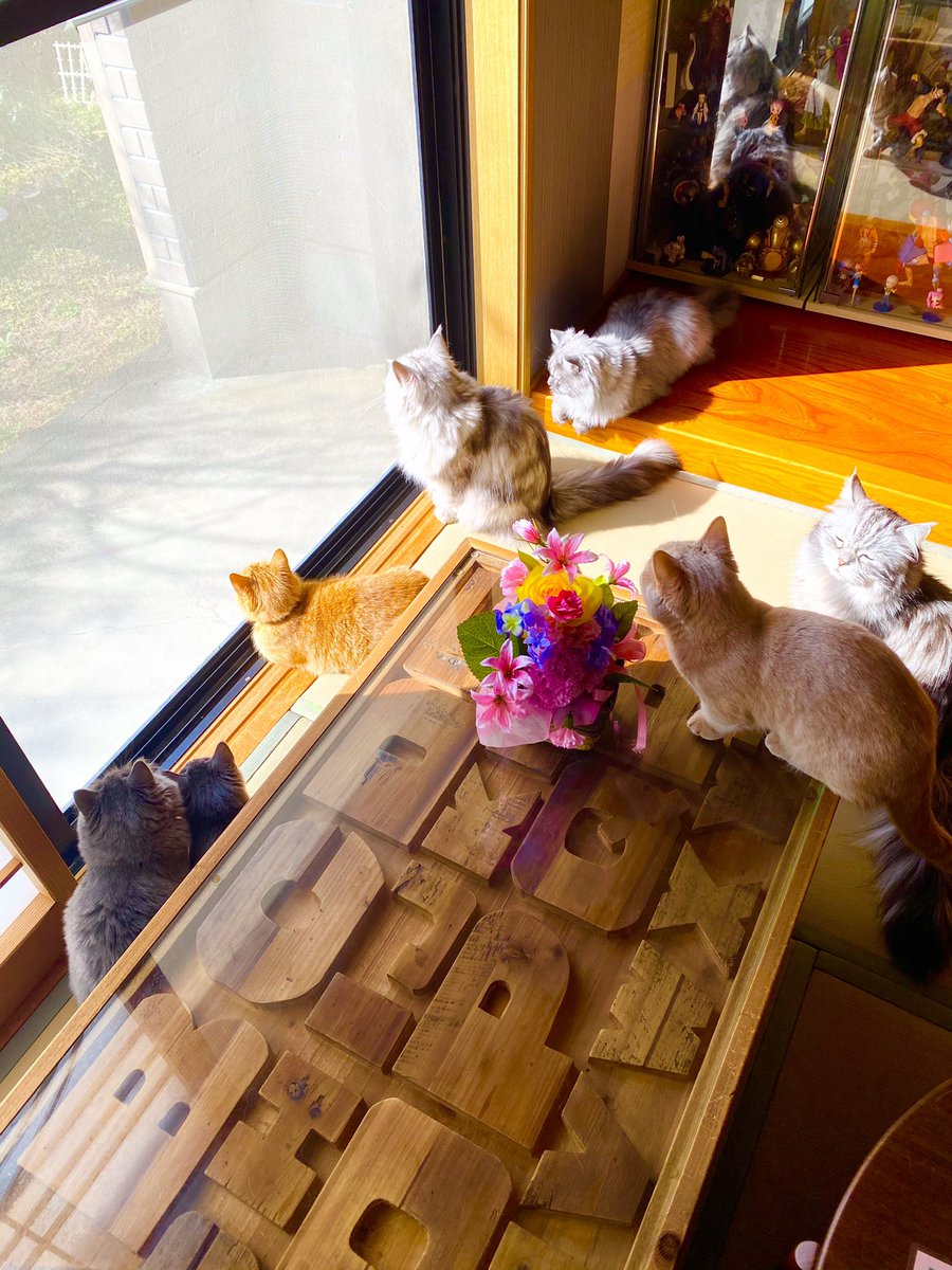 猫カフェ F Non Fnon Twitter 猫カフェ F Non Fnon Twitter