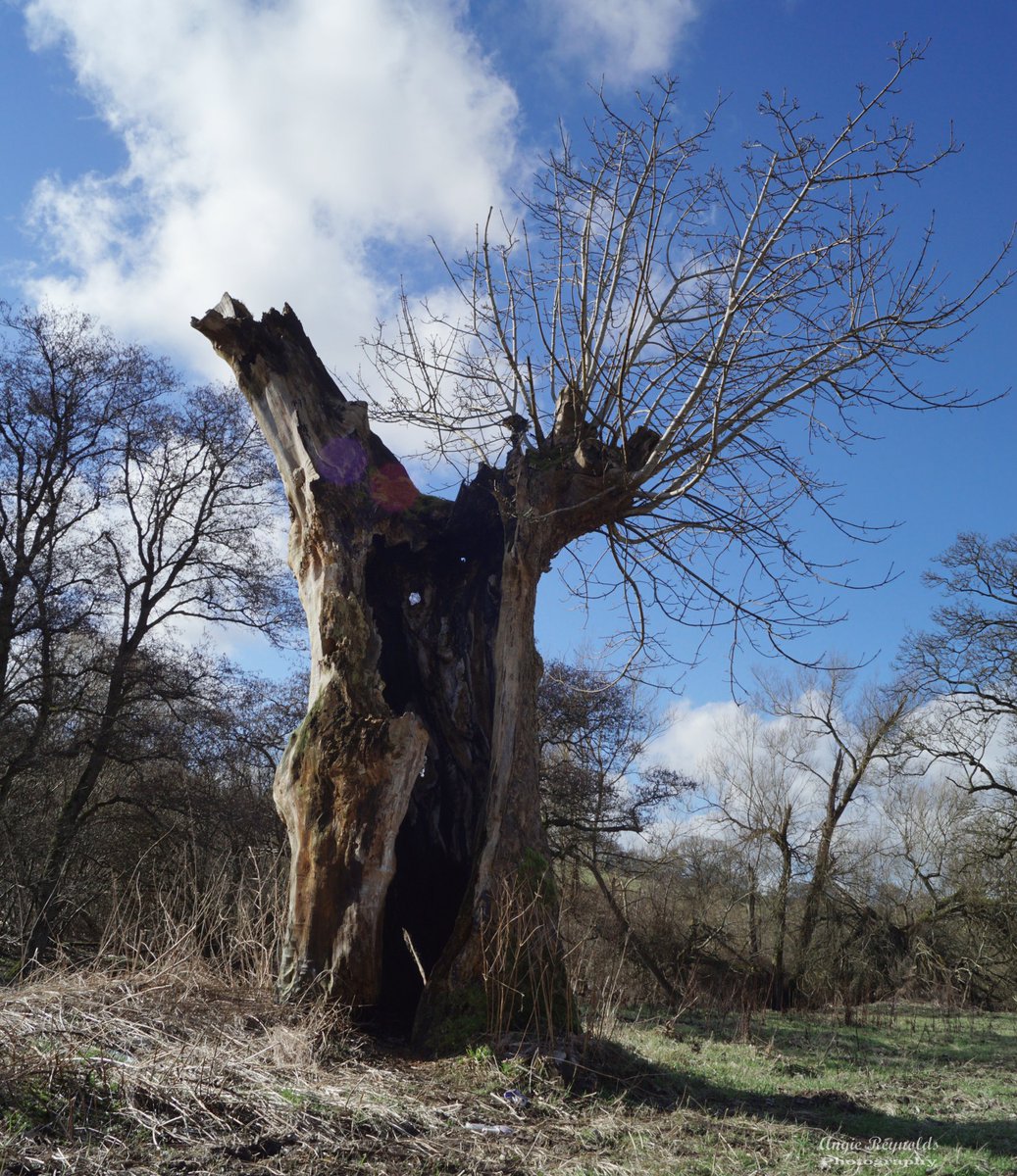 Inside of a burnt out tree thats clinging on to life. Surprised to see new green leaves every year on those branches. 
#trees #growth #nature #TwitterNatureCommunity #photography