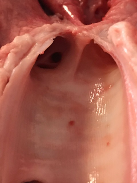 CongletonHS's tweet photo. Look away now if you're squeamish! Mrs Figiel's Y7 @CHSSciences students watched a live lung dissection this week on Teams as part of their study of a topic called A&amp;E, all about the human body and how it works. The photos show the bronchi, trachea and a lung tissue sample. https://t.co/Q7Sh4chXCl