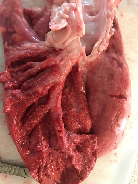 CongletonHS's tweet photo. Look away now if you're squeamish! Mrs Figiel's Y7 @CHSSciences students watched a live lung dissection this week on Teams as part of their study of a topic called A&amp;E, all about the human body and how it works. The photos show the bronchi, trachea and a lung tissue sample. https://t.co/Q7Sh4chXCl