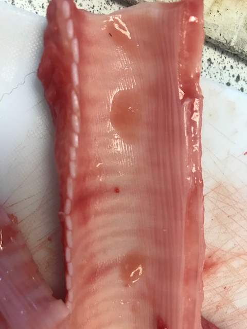 CongletonHS's tweet photo. Look away now if you're squeamish! Mrs Figiel's Y7 @CHSSciences students watched a live lung dissection this week on Teams as part of their study of a topic called A&amp;E, all about the human body and how it works. The photos show the bronchi, trachea and a lung tissue sample. https://t.co/Q7Sh4chXCl